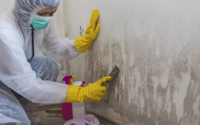 Budj na Zidu: Efikasne Metode za Uklanjanje i Prevenciju Vlage u Kući